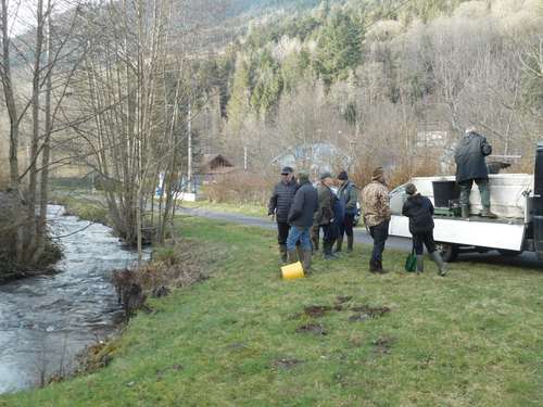 Alevinage des cours d'eau de la vallée de Celles-sur-Plaine