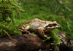 Grenouille rousse