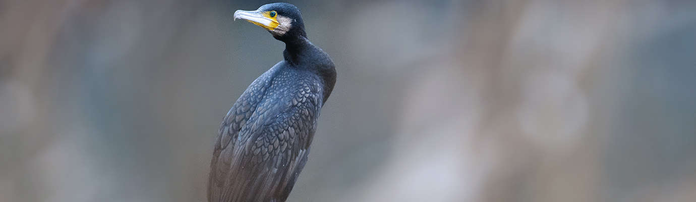 Grand Cormoran