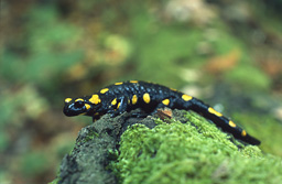 Salamandre tachetée