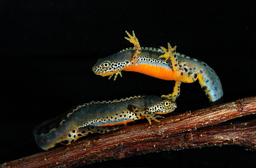 Triton alpestre