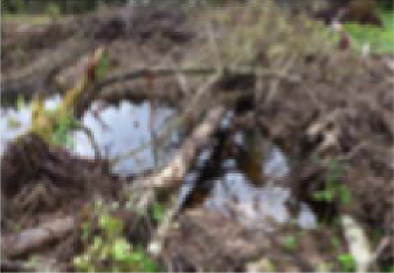 Ruisseau de la Basse de l'Aigle avant travaux