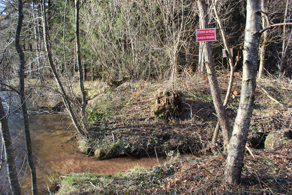 Restauration du ruisseau des Noires-Colas