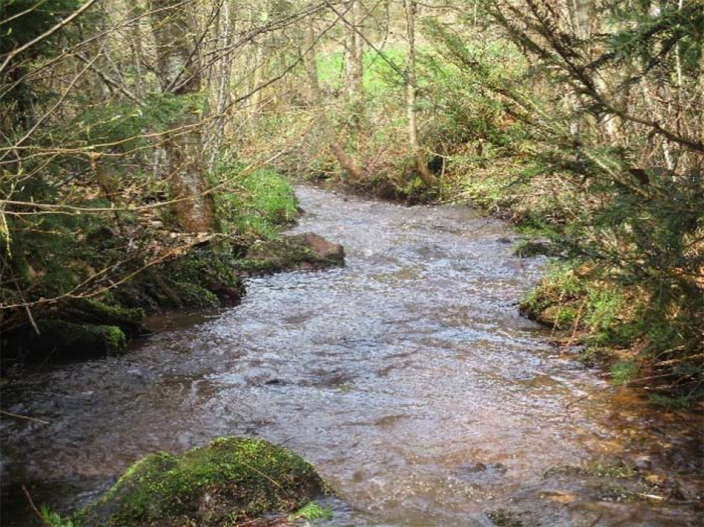 Restauration du ruisseau de Grand-Roué à Celles-sur-Plaine