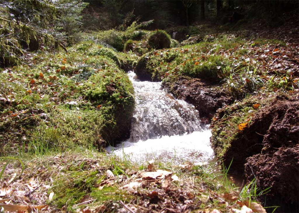 Début de la restauration du ruisseau de la Sciotte à Allarmont