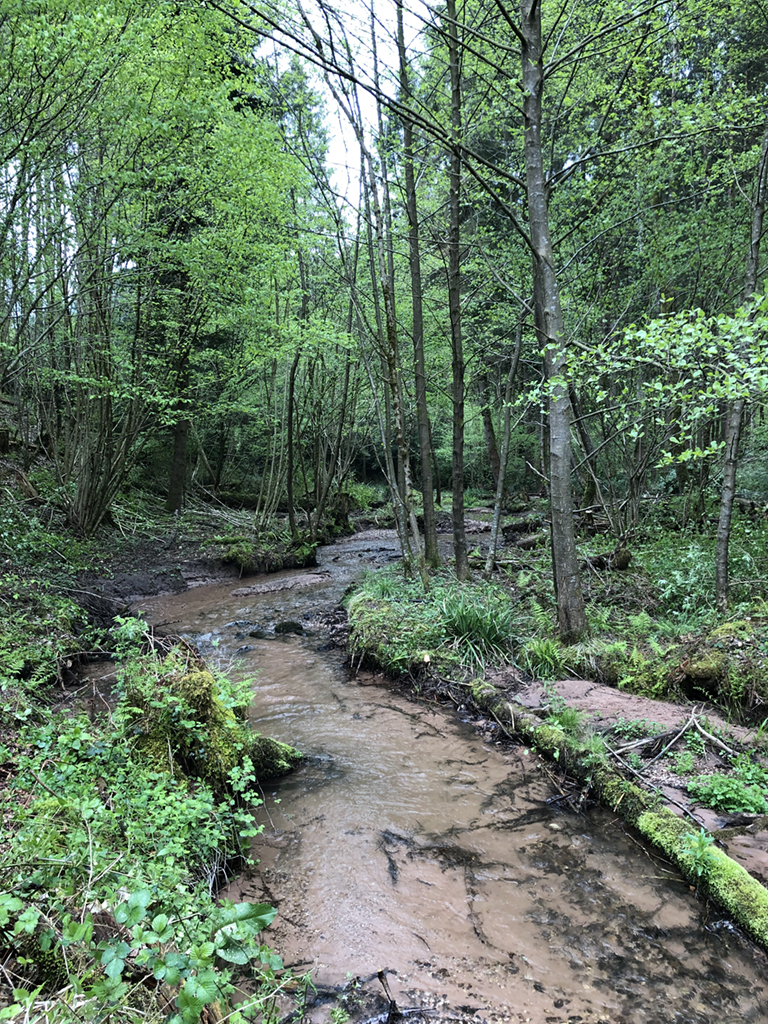Entretien des berges du ruisseau de la Sciotte à Allarmont