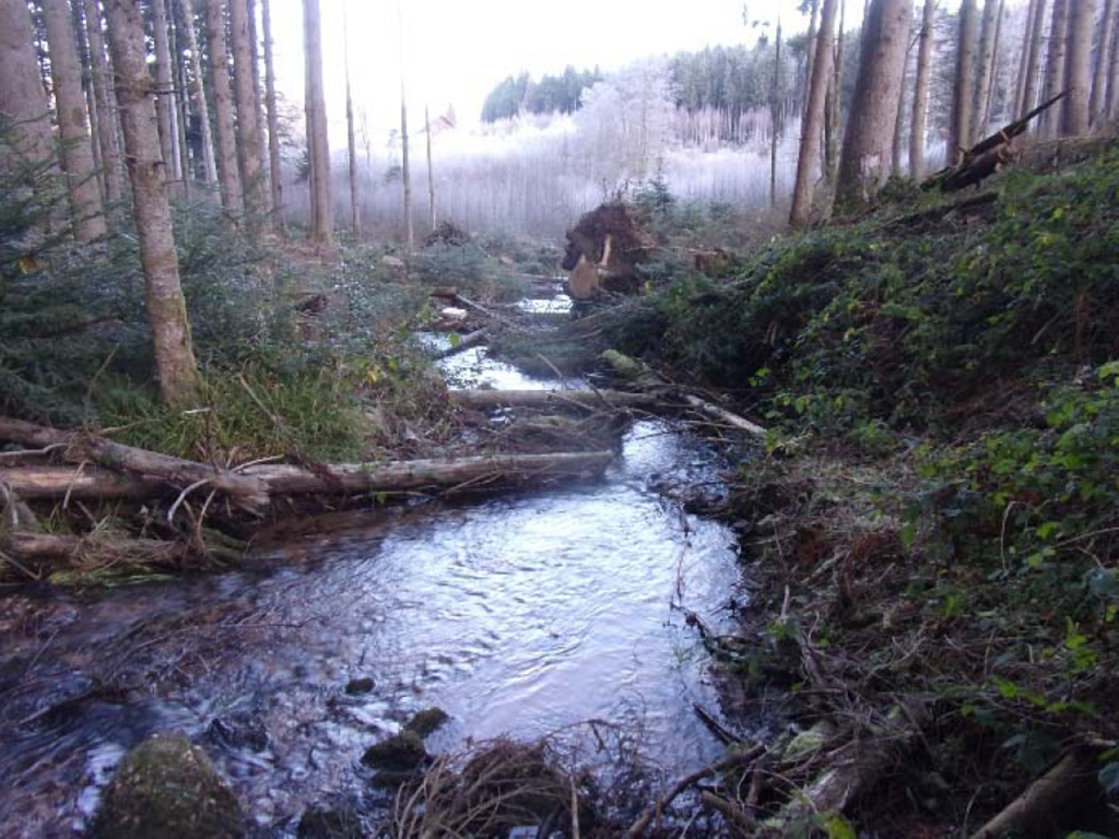 Deuxième phase de la restauration du ruisseau de la Haute-Sciotte à Allarmont