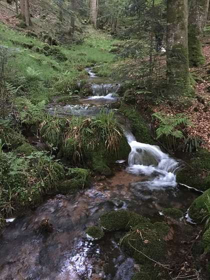 Ruisseau dans la forêt de la vallée de La Plaine