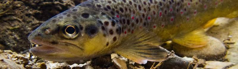 Truite fario dans un cours d'eau de la vallée de La Plaine
